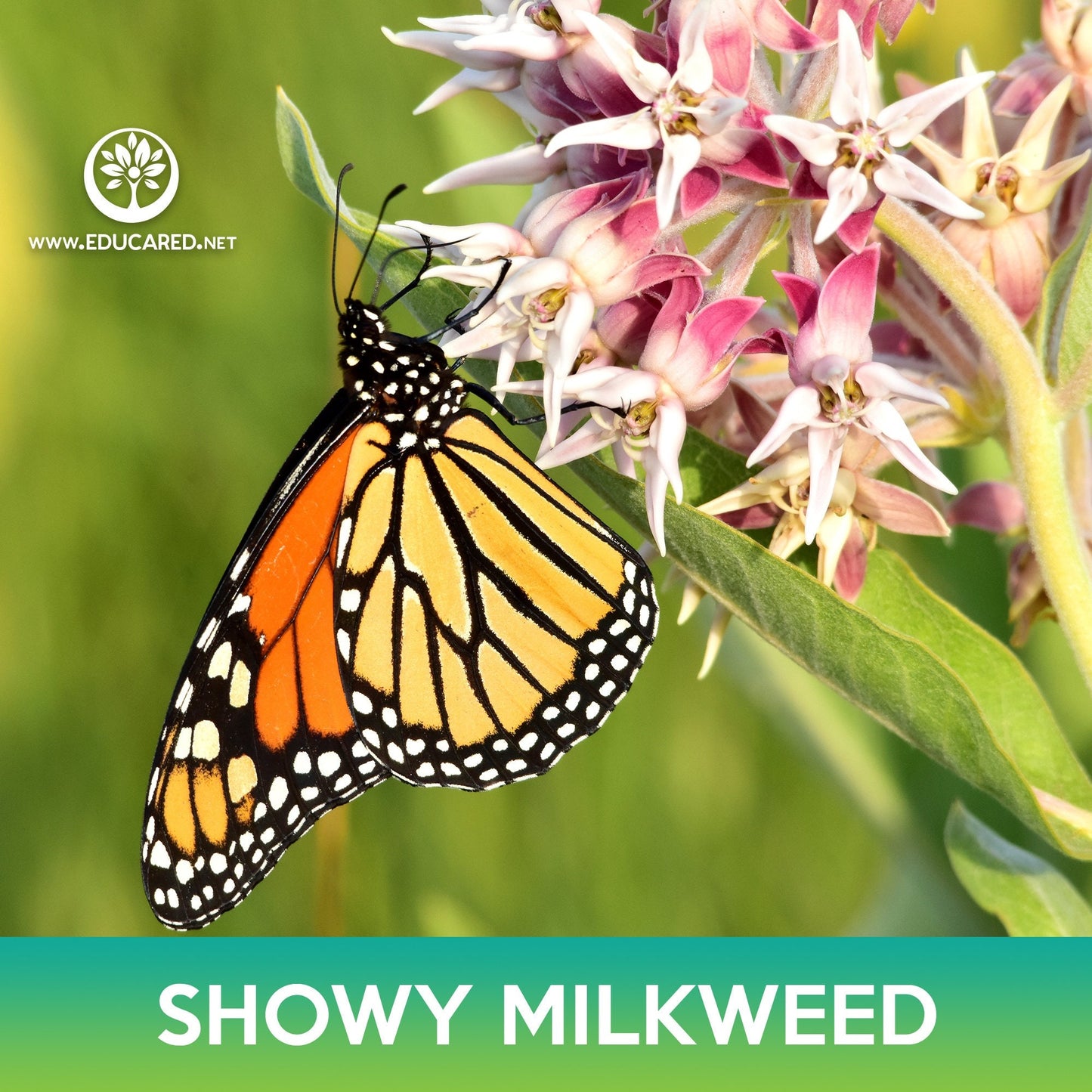 Showy Milkweed Seeds