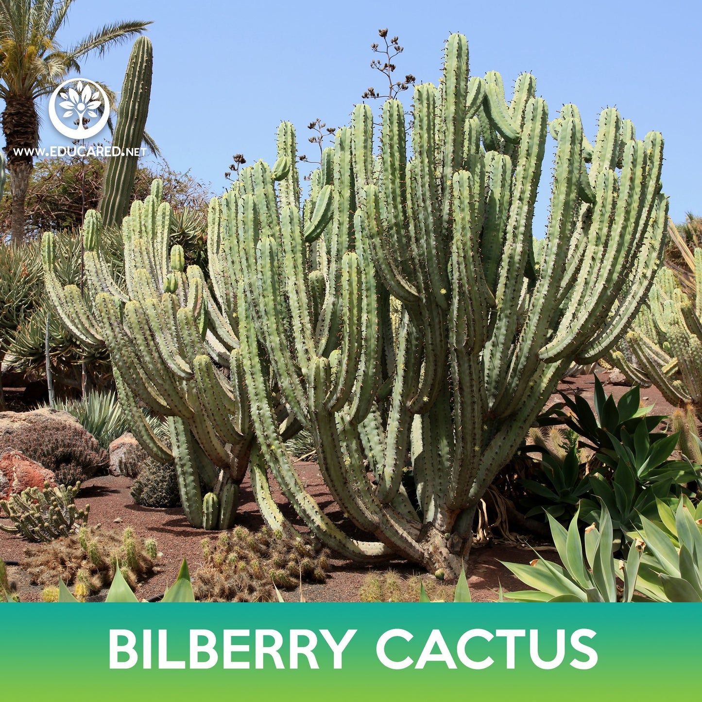 Bilberry Cactus Seeds