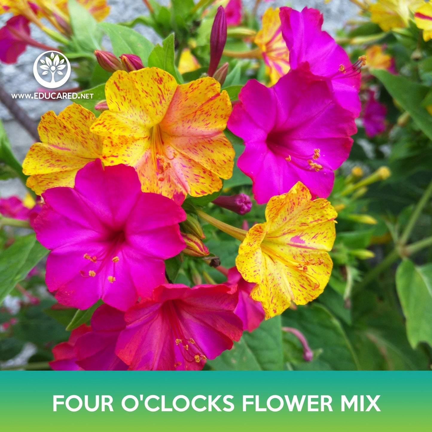 Four O'clocks Flower Mix Seeds