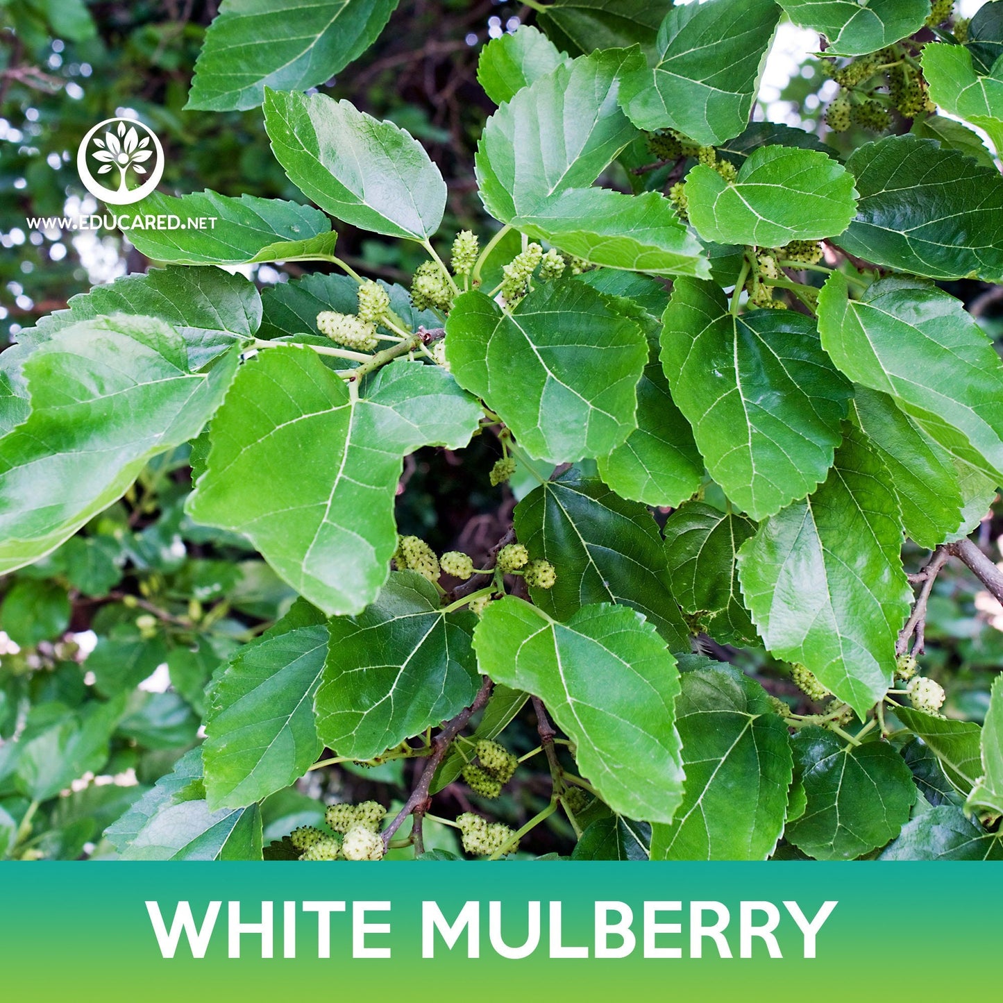 White Mulberry Seeds, Morus alba