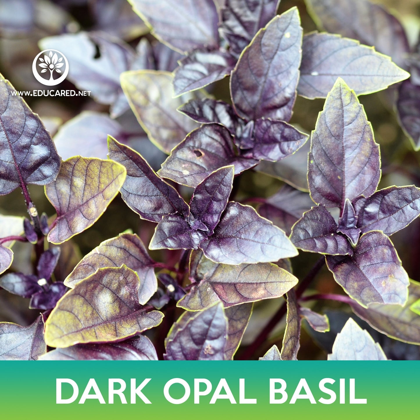 Dark Opal Basil Seeds
