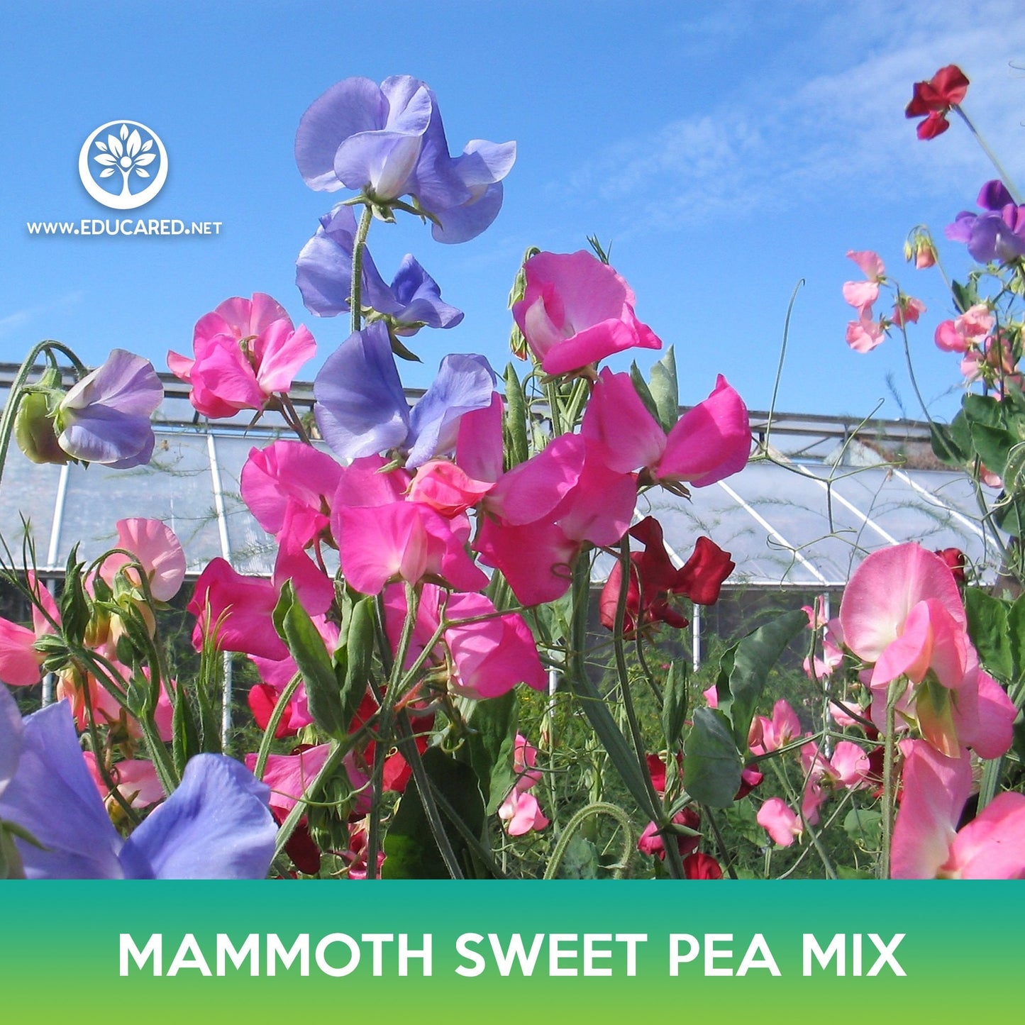 Mammoth Sweet Pea Mix Seeds