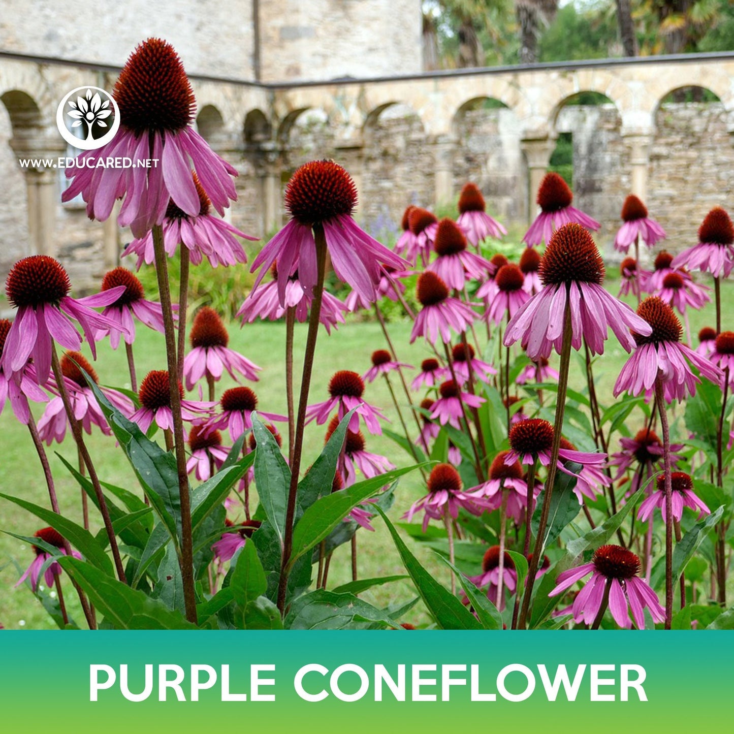 Purple Coneflower Seeds