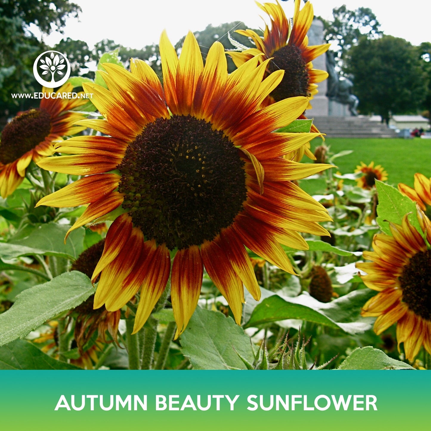 Autumn Beauty Sunflower Seeds