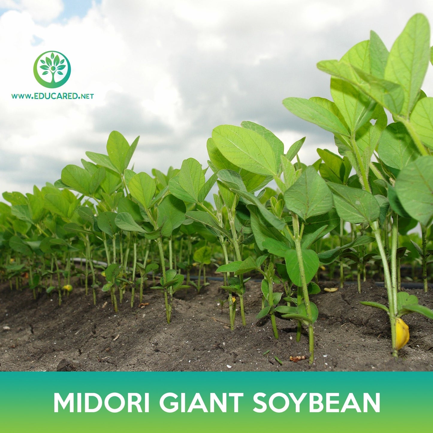 Midori Giant Soybean Seeds