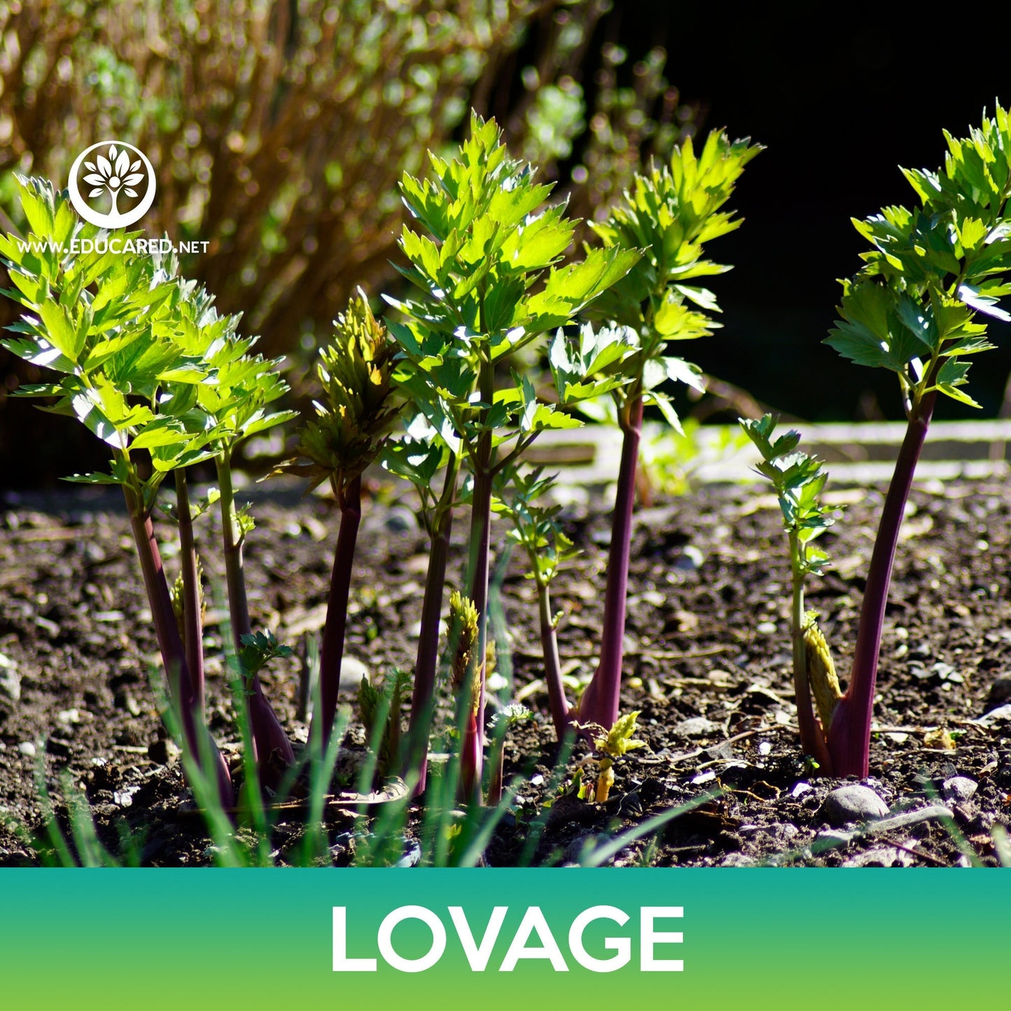 Lovage Seeds