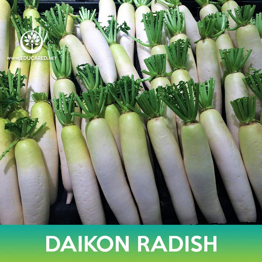 Daikon Radish Seeds, White Radish