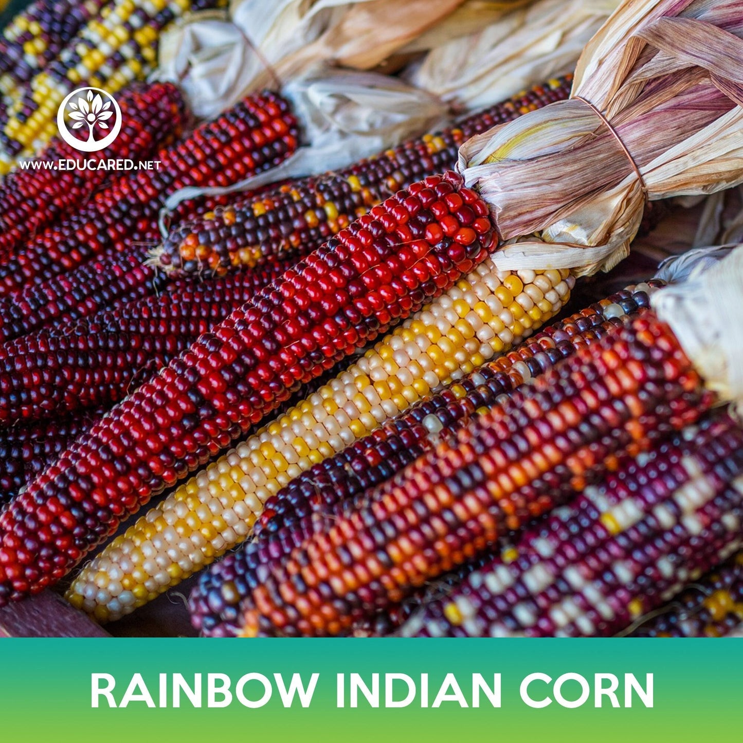 Rainbow Indian Corn Seeds, Flint Corn