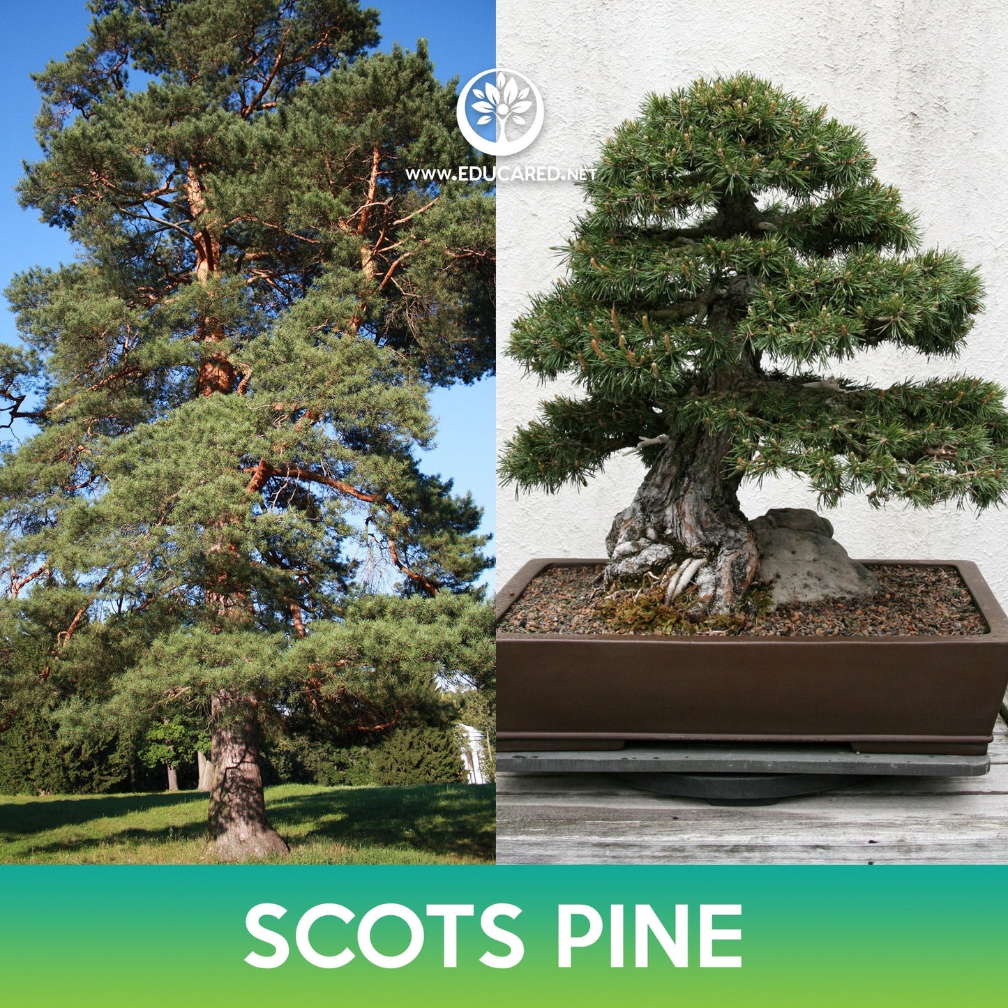 Scots Pine Tree Seeds