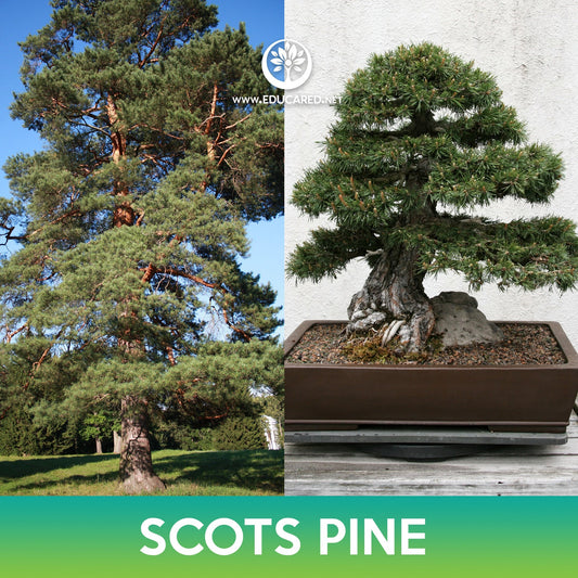 Scots Pine Tree Seeds