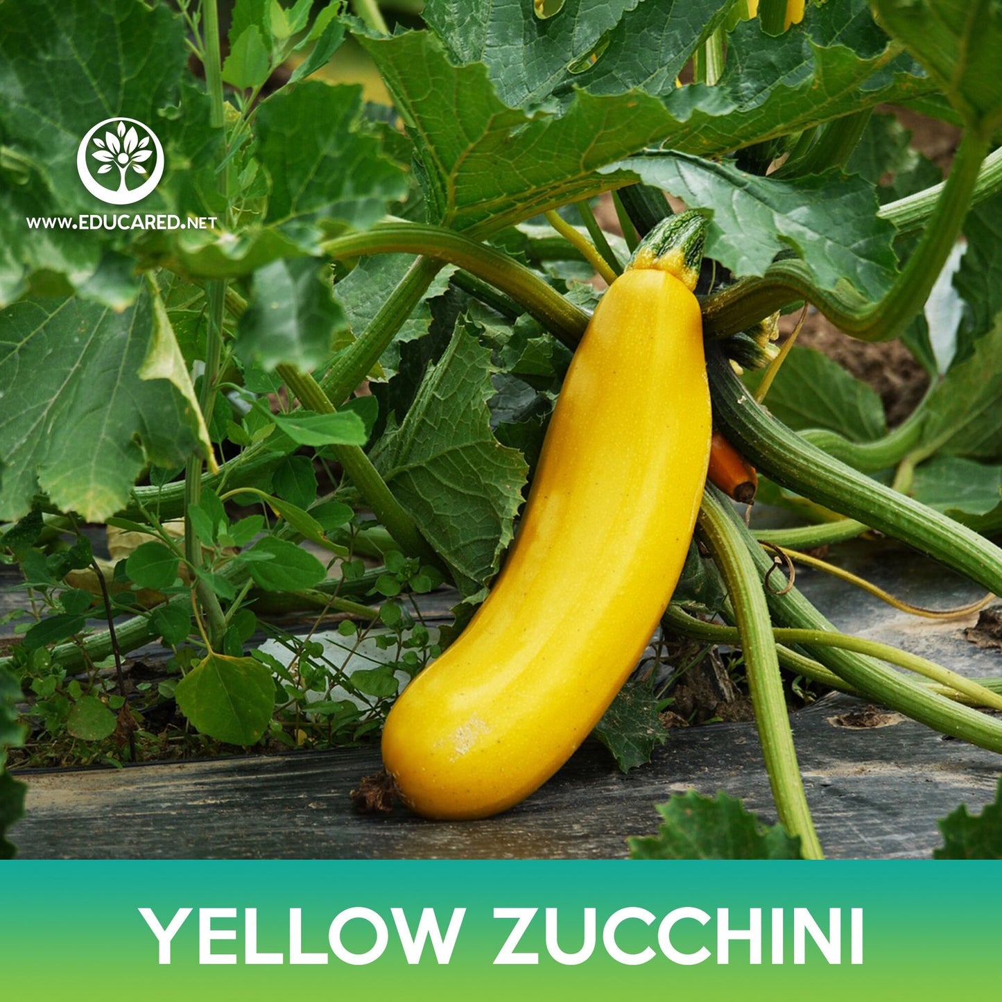 Yellow Zucchini Seeds