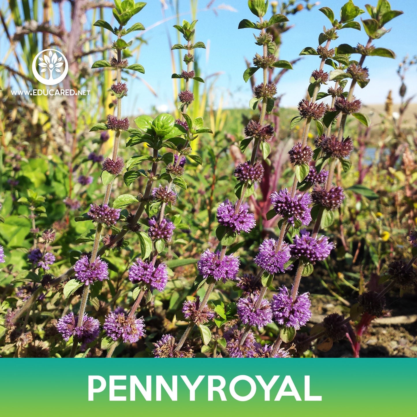 Pennyroyal Flower Seeds, Mentha Pulegium