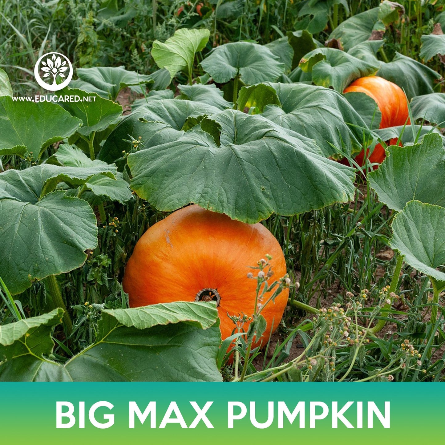 Big Max Pumpkin Seeds, Cucurbita maxima