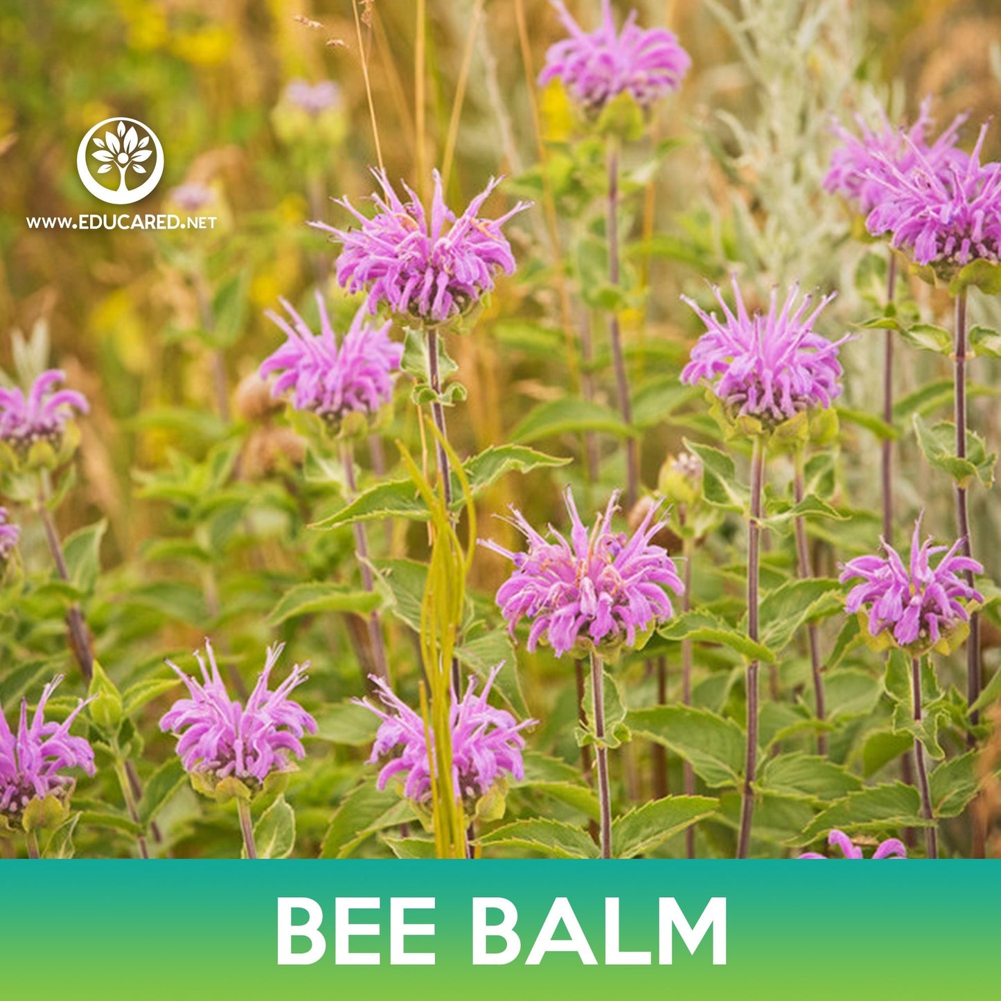 Bee Balm Seeds, Wild Bergamot, Monarda fistulosa