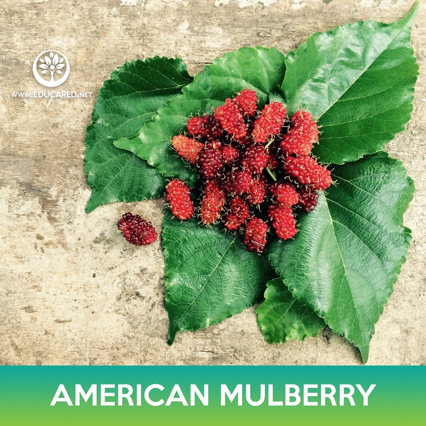 American Mulberry Seeds, Red Mulberry
