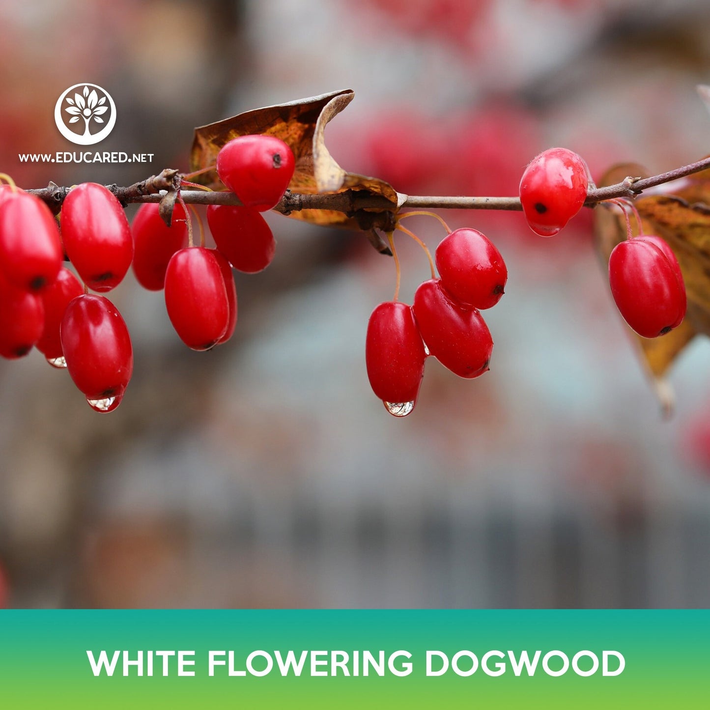 White Flowering Dogwood Seeds, Cornus florida