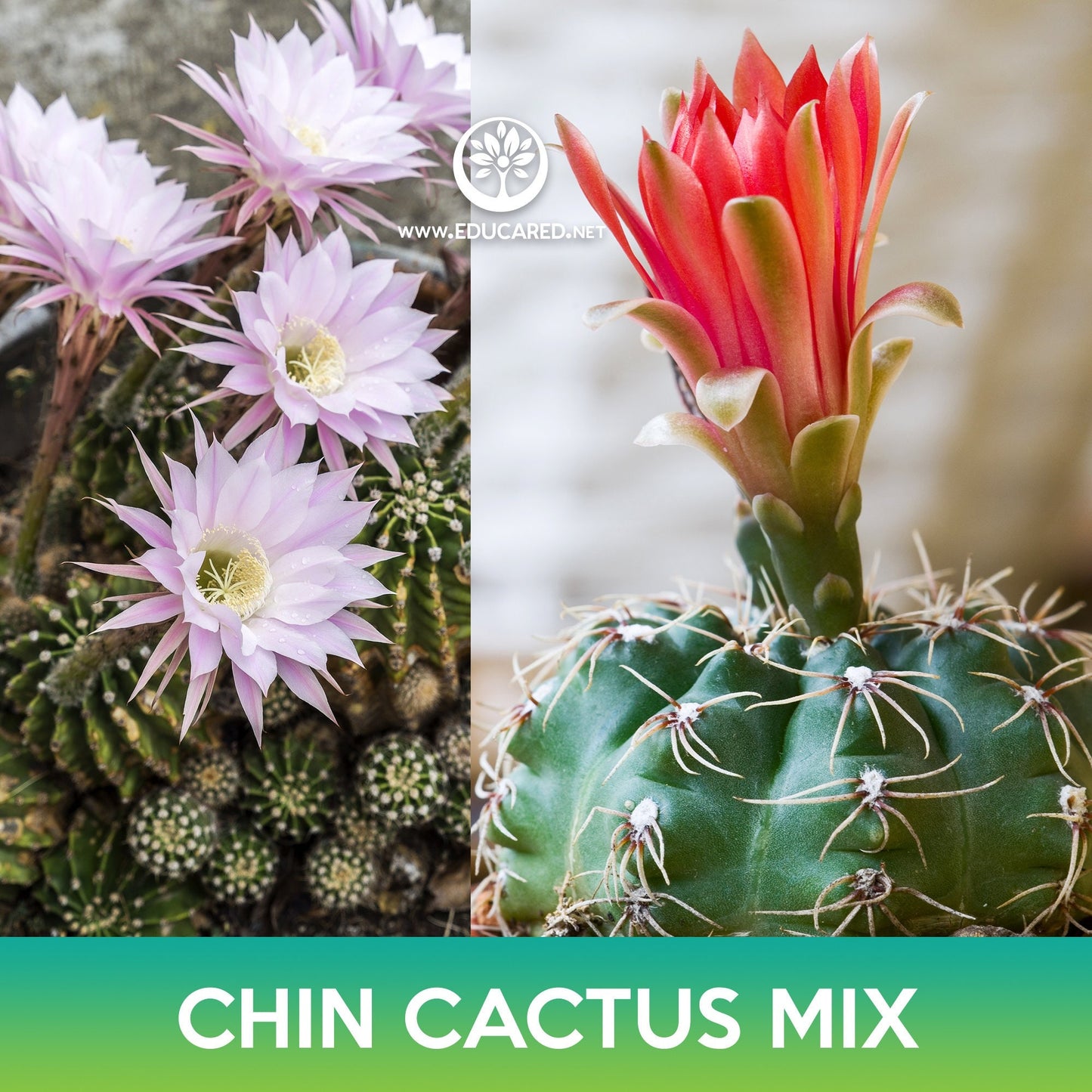Chin Cactus Mix Seeds