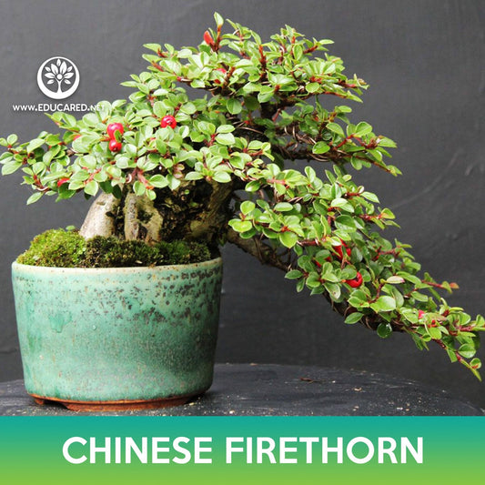 Chinese Firethorn Tree Seeds