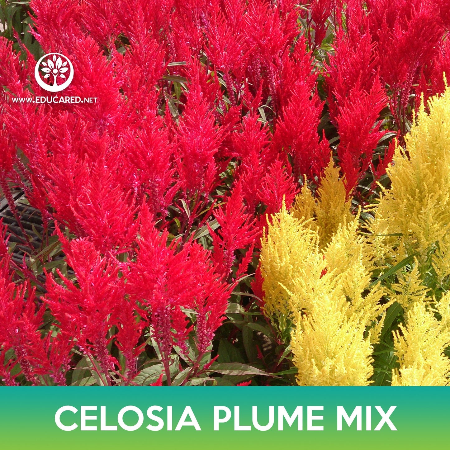 Celosia Plume Flower Mix Seeds