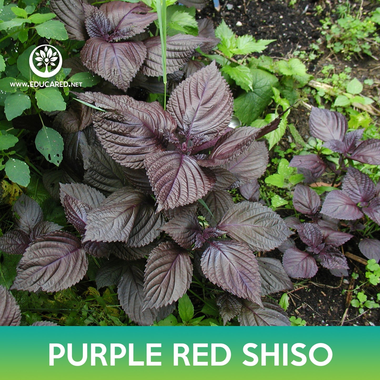 Purple Red Shiso Seeds