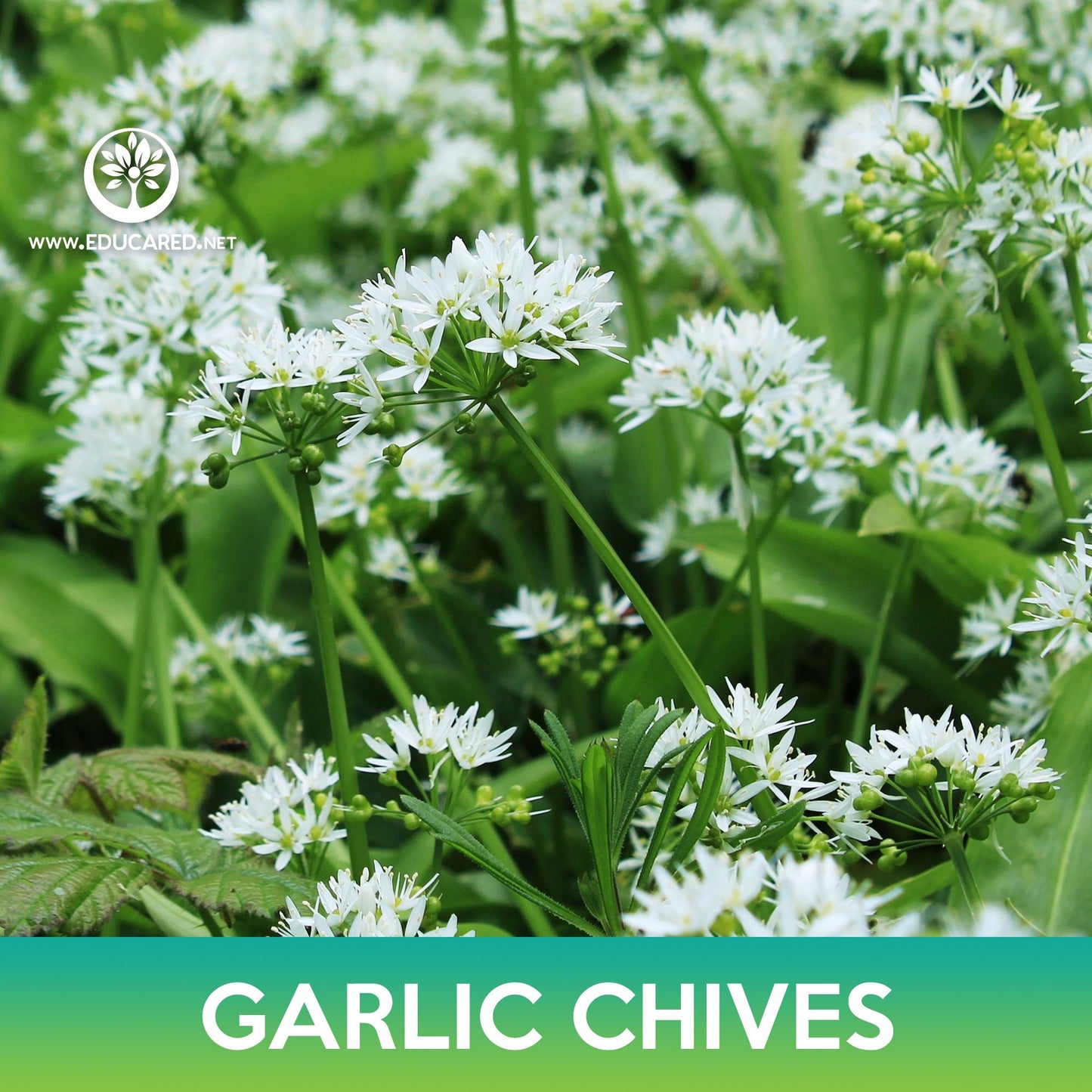 Garlic Chives Seeds, Allium tuberosum