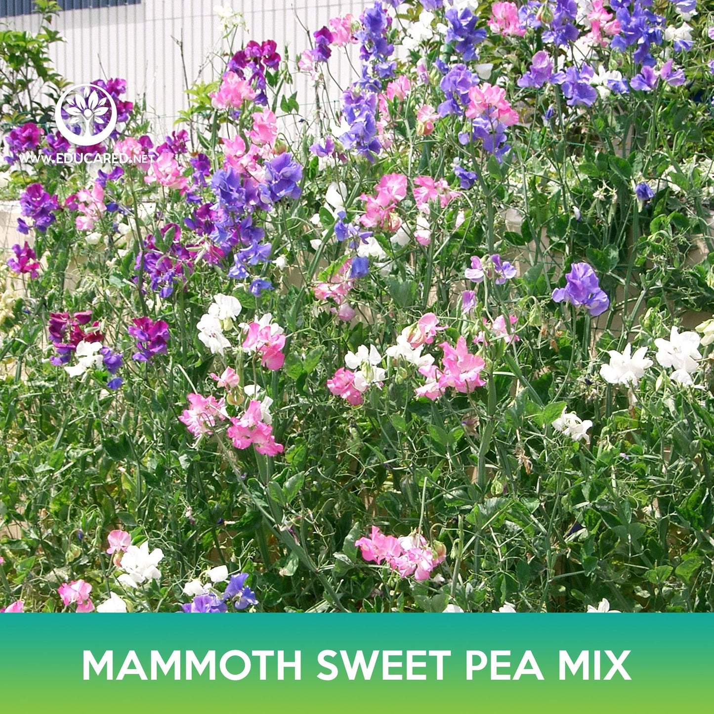 Mammoth Sweet Pea Mix Seeds