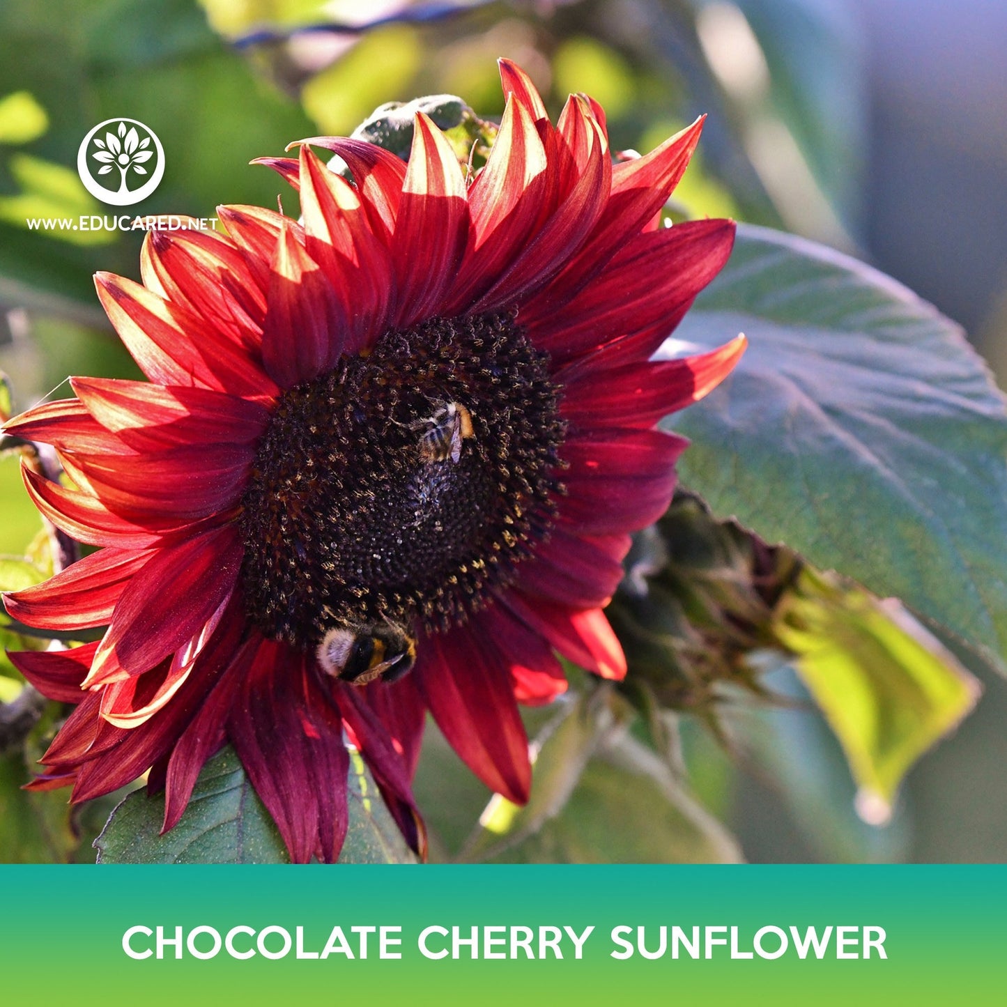 Chocolate Cherry Sunflower Seeds
