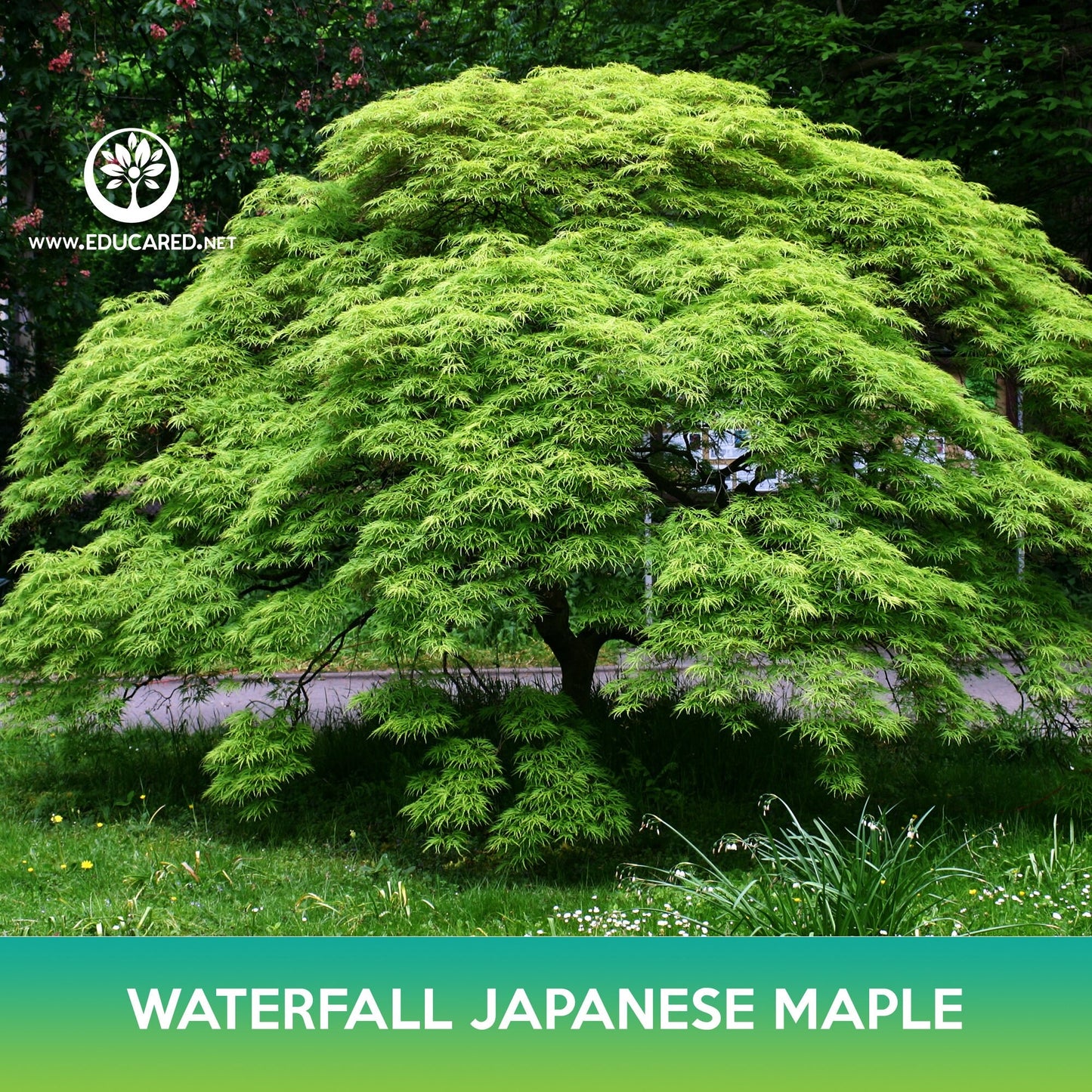 Waterfall Japanese Maple Tree Seeds, Acer palmatum waterfall