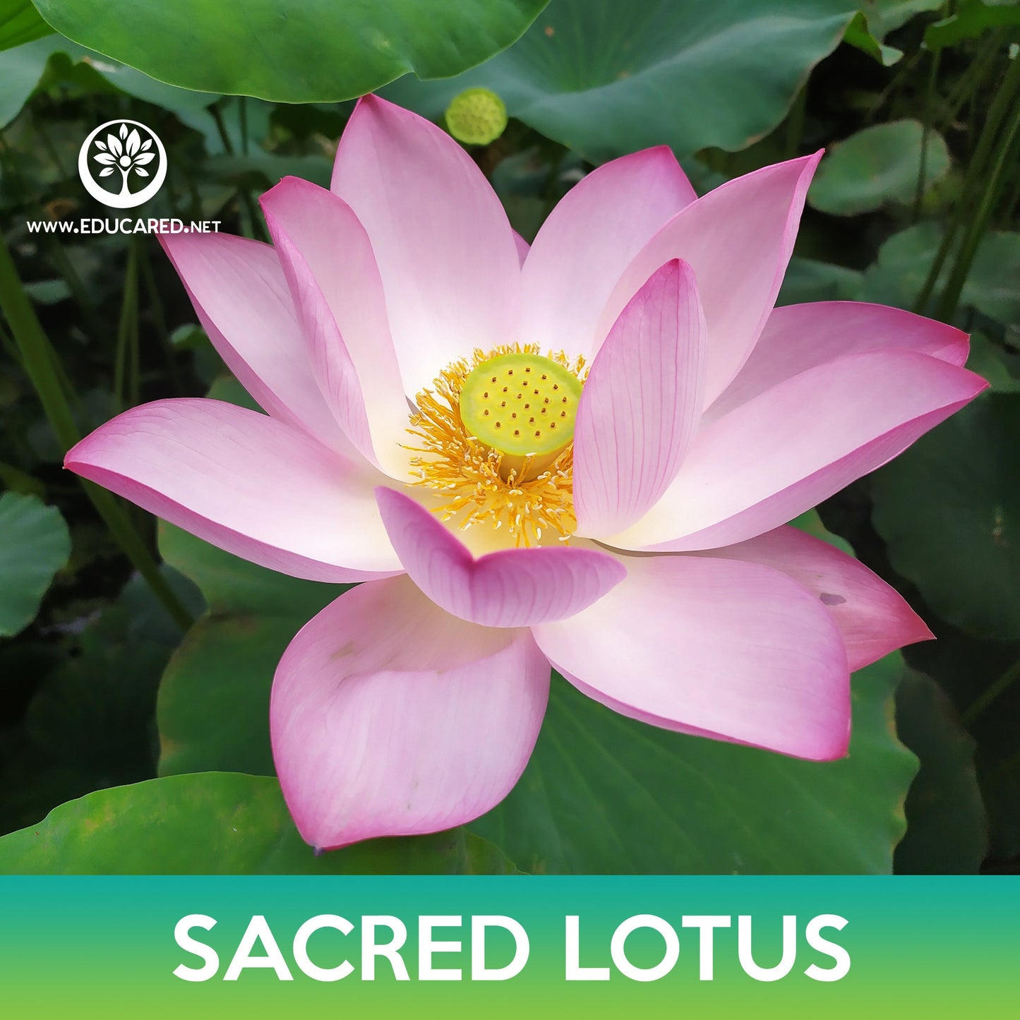 Sacred Lotus Seeds