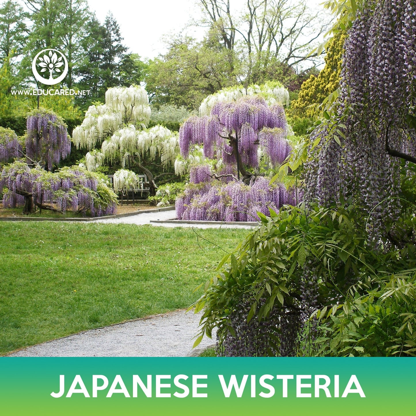 Japanese Wisteria Tree Seeds