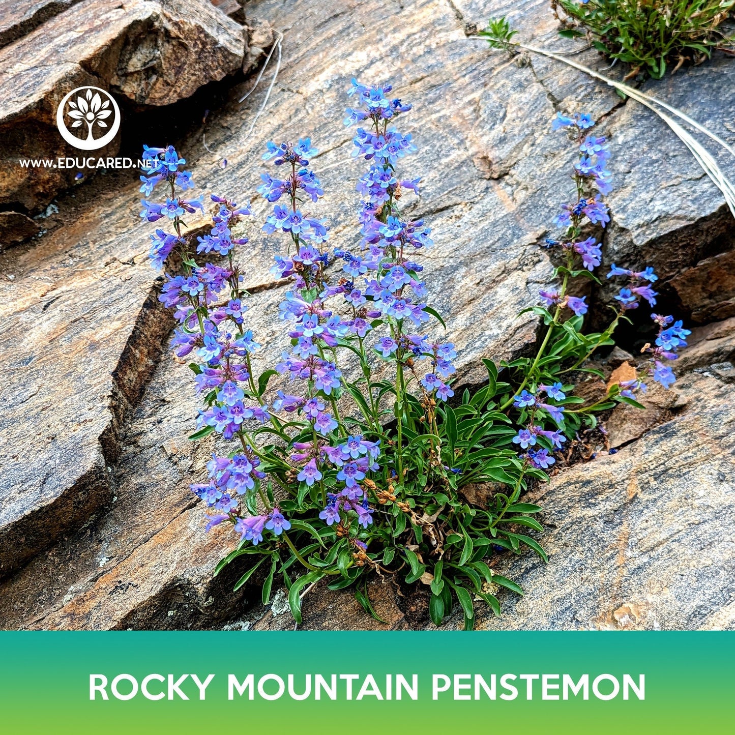 Rocky Mountain Penstemon Flower Seeds