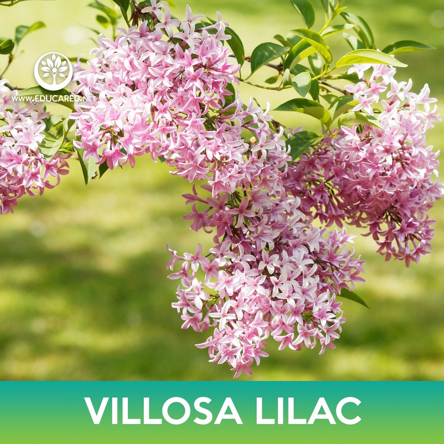 Villosa Lilac Seeds, Late Lilac