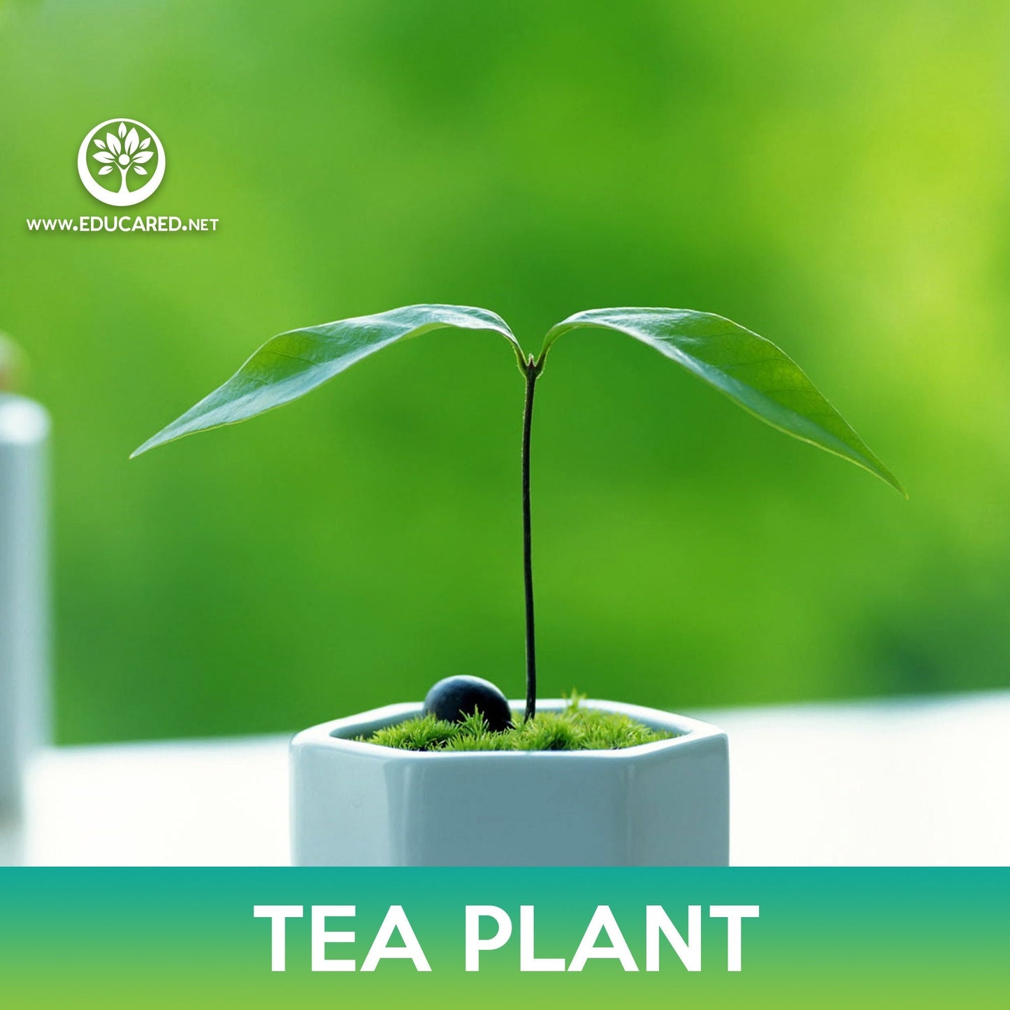 Tea Plant Seeds, Camellia sinensis