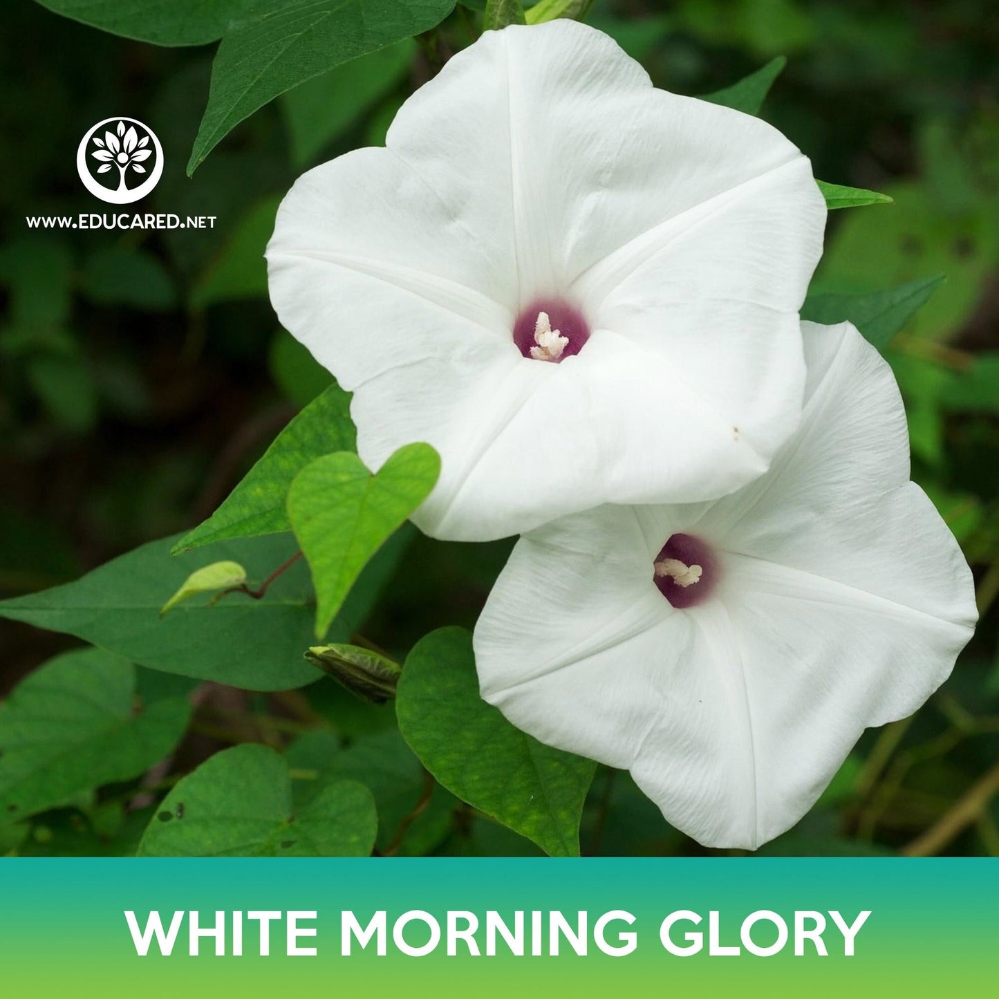 White Morning Glory Seeds, Moonflower