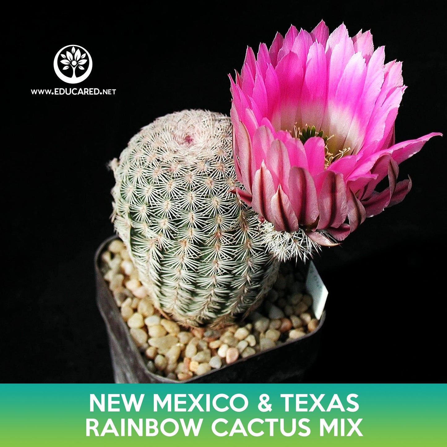 New Mexico and Texas Rainbow Cactus Mix Seeds, Echinocereus dasyacanthus