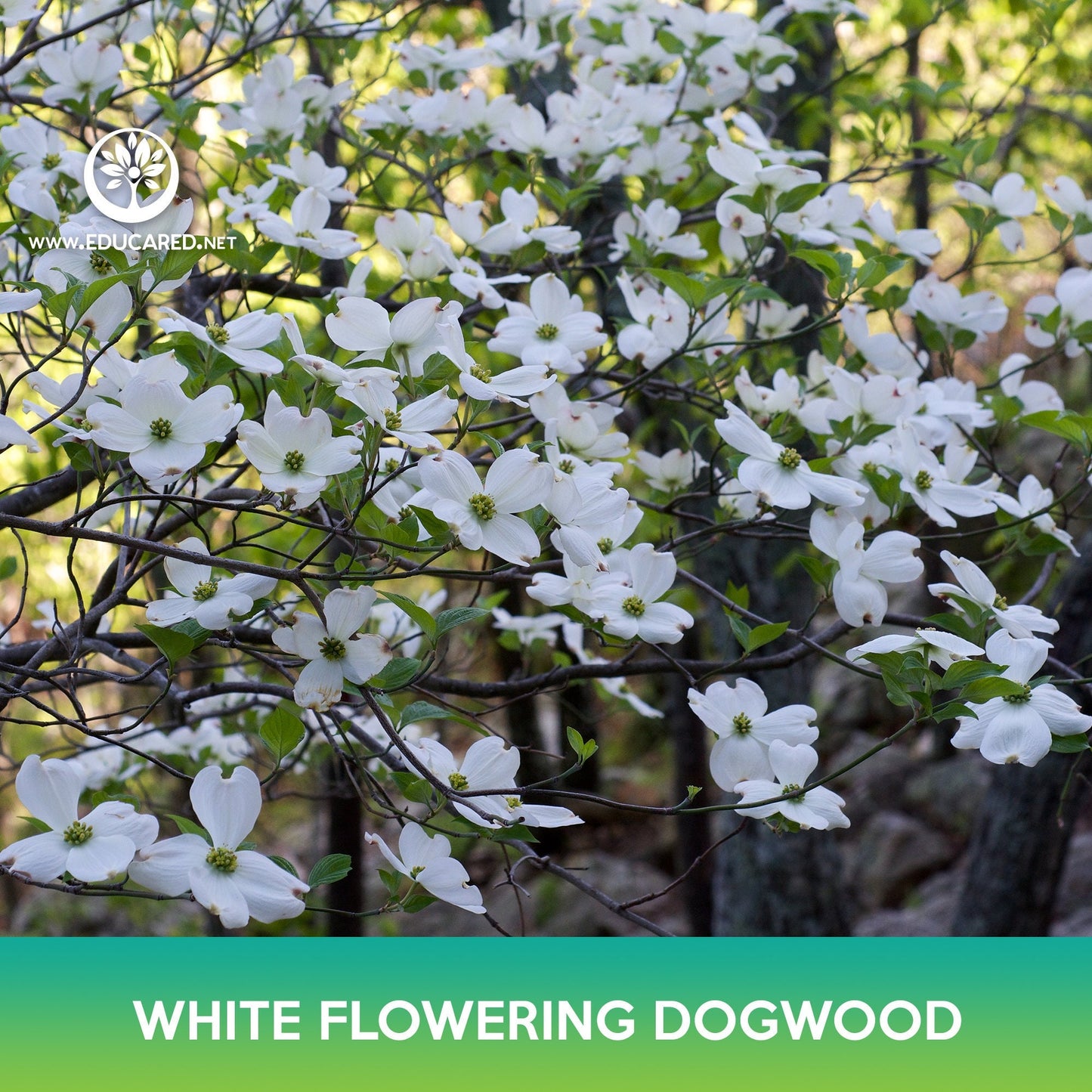 White Flowering Dogwood Seeds, Cornus florida