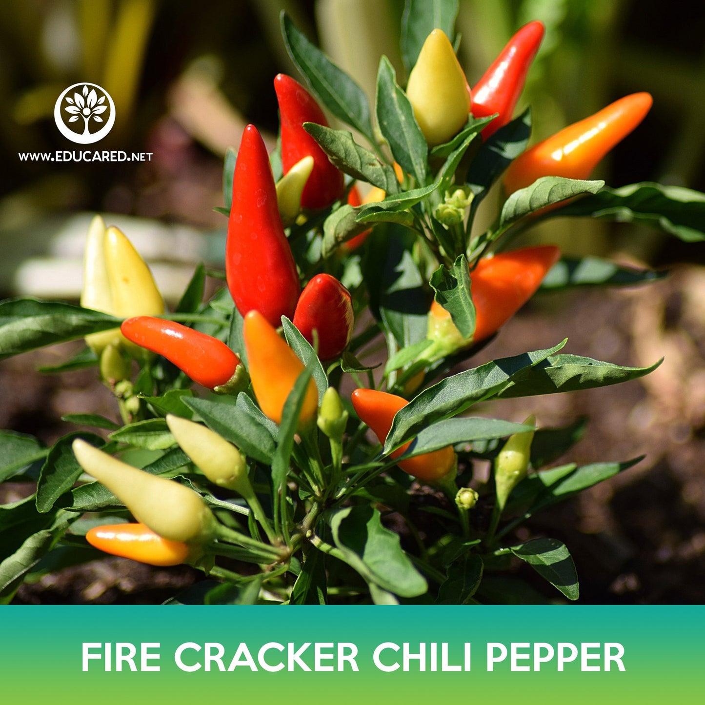 Firecracker Chili Pepper Seeds, Birdseye Chili Pepper