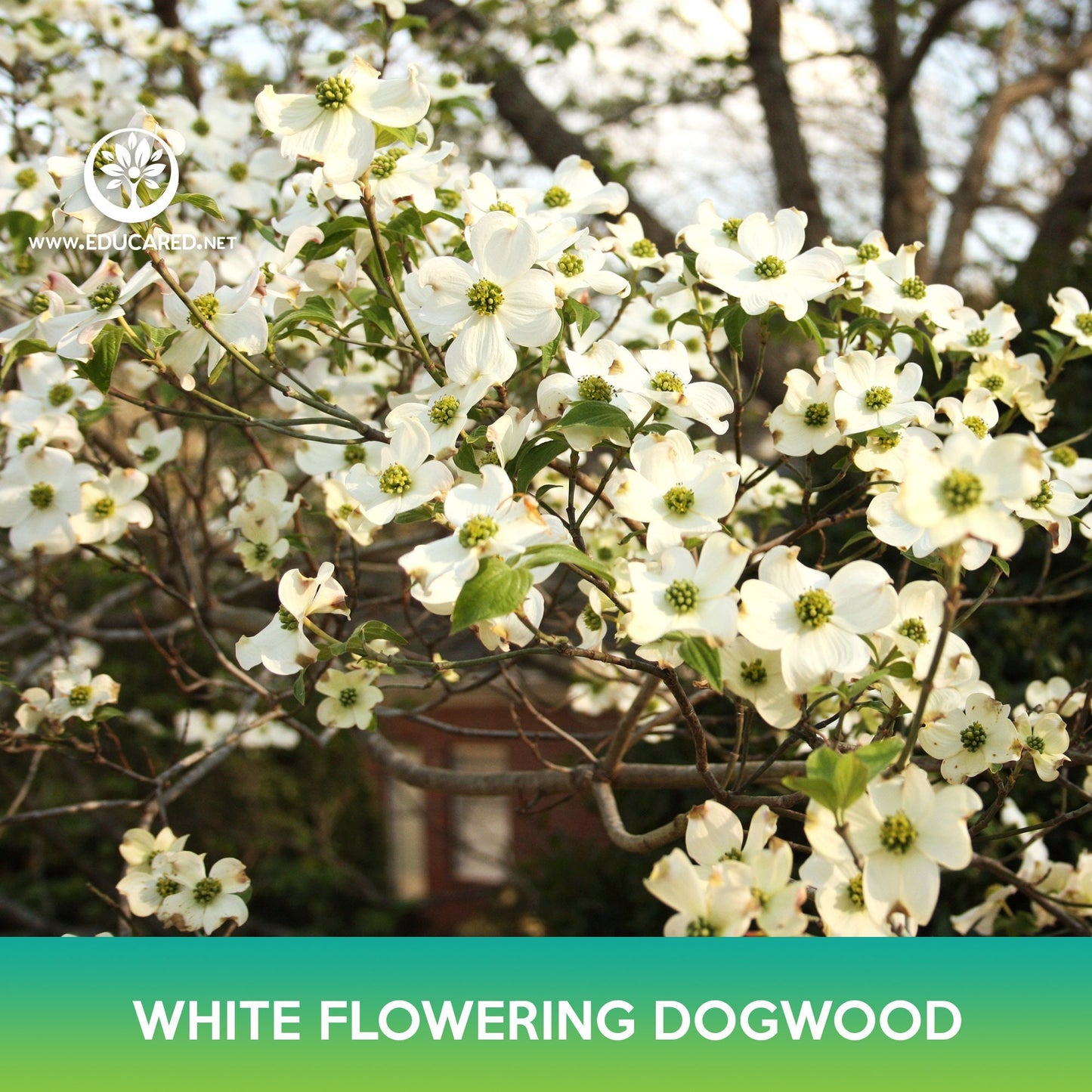 White Flowering Dogwood Seeds, Cornus florida