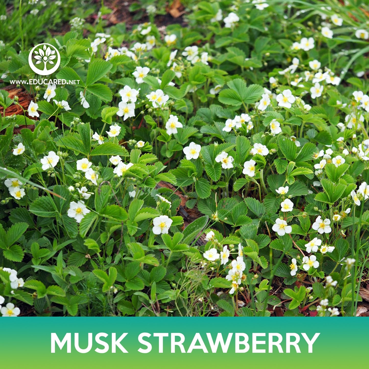Musk Strawberry Seeds