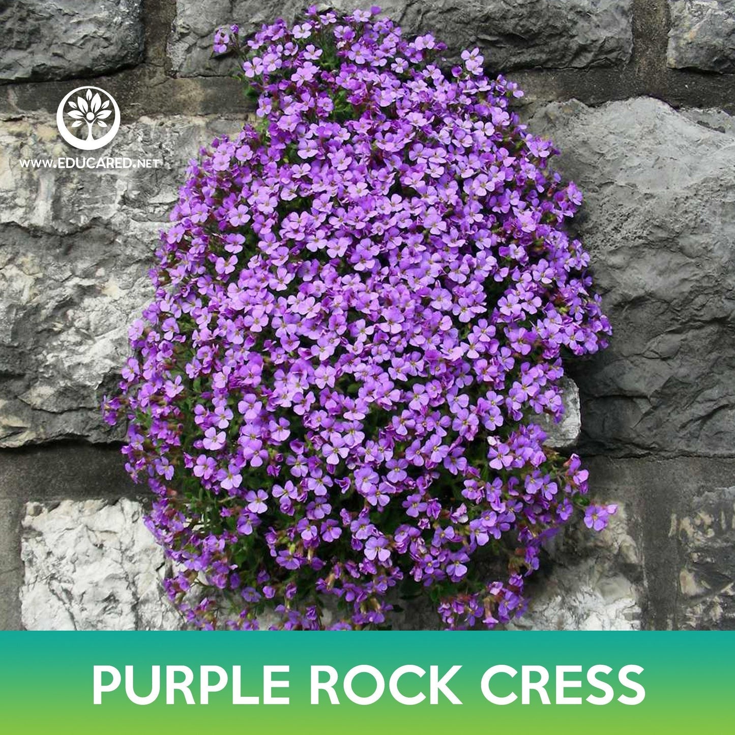 Purple Rock Cress Seeds