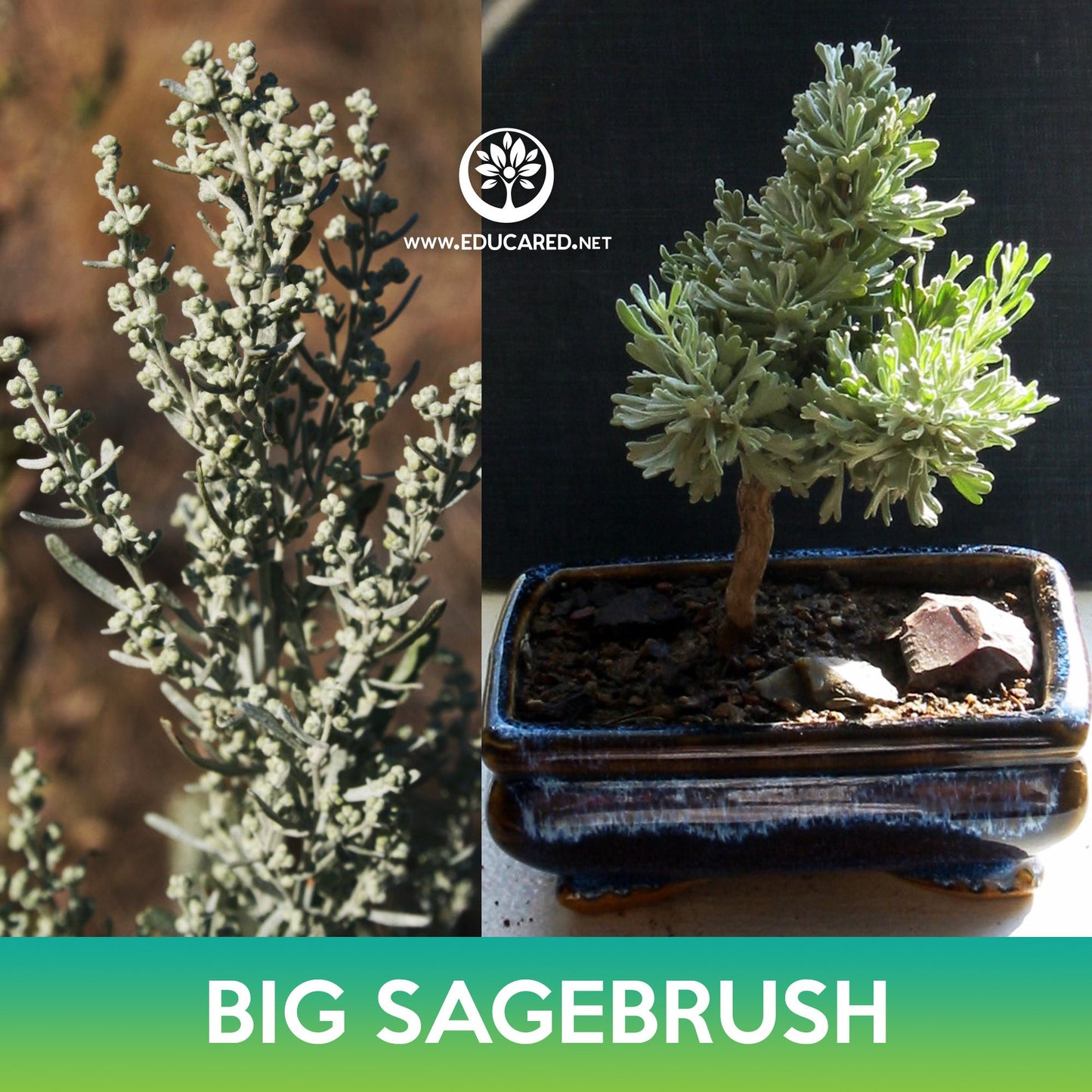 Big Sagebrush Tree Seeds, Artemisia tridentata