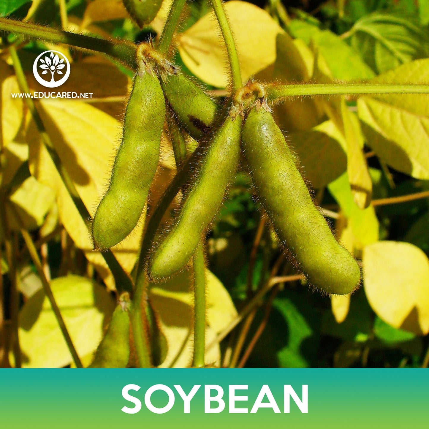 Soybean Seeds, Glycine max