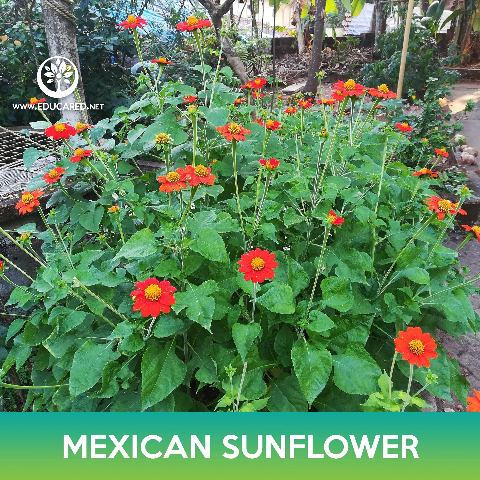 mexican sunflower seed planting Mexican Sunflower Seeds – Educared