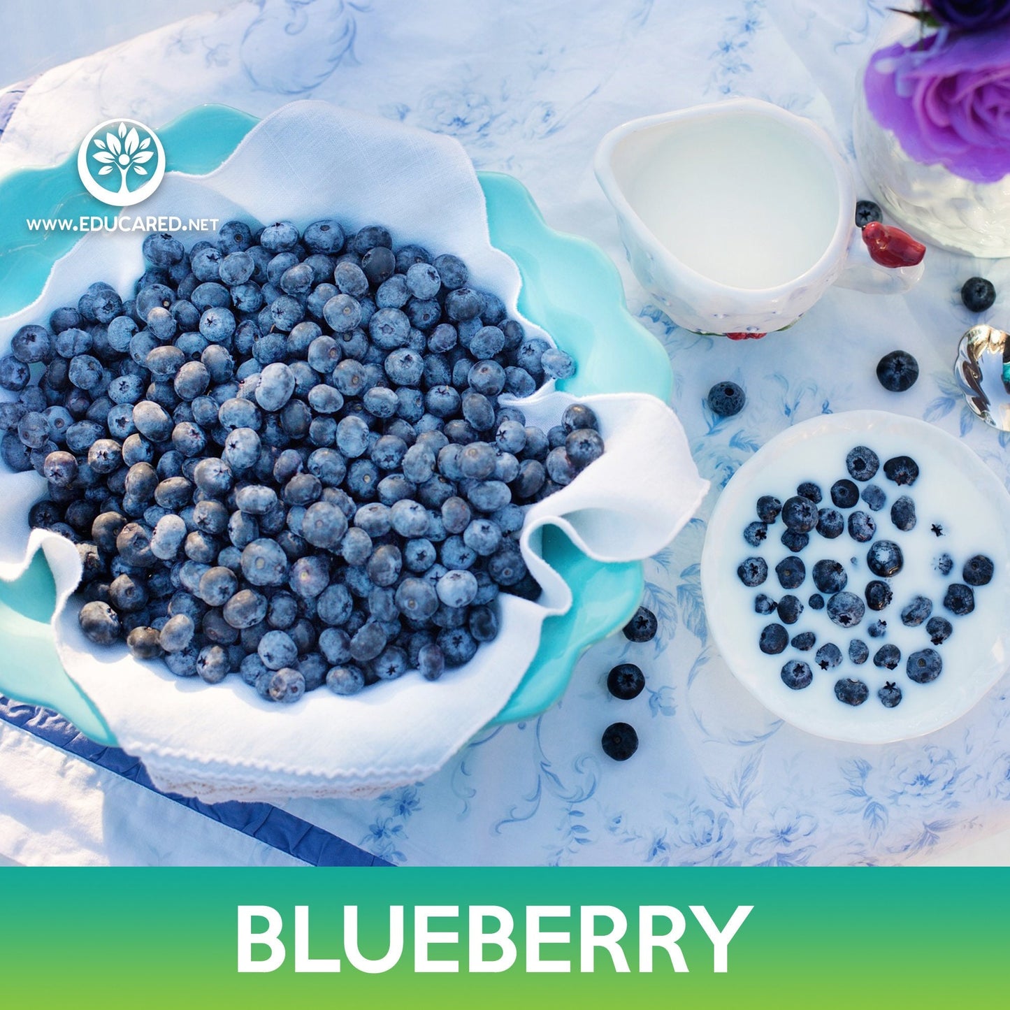 Highbush Blueberry Seeds