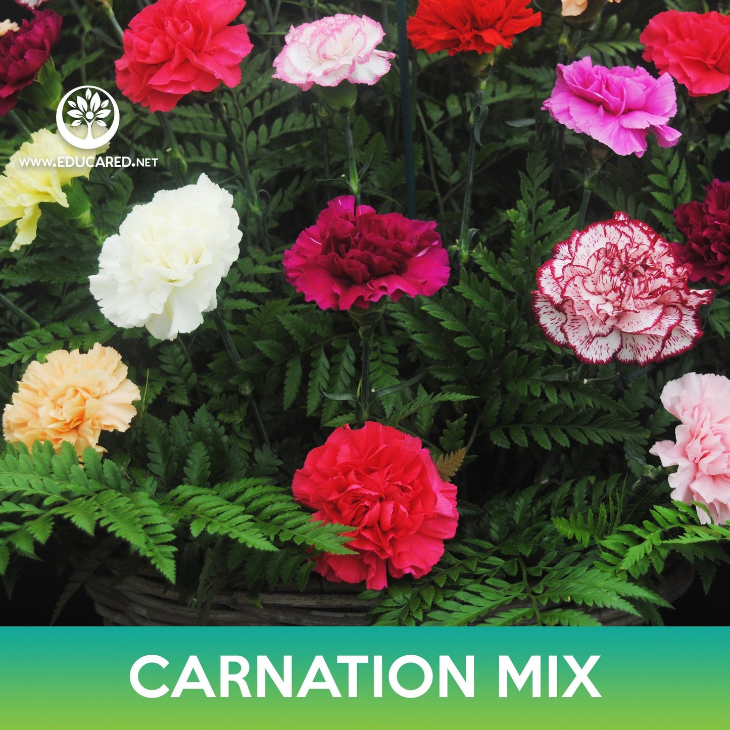 Carnation Flower Mix Seeds