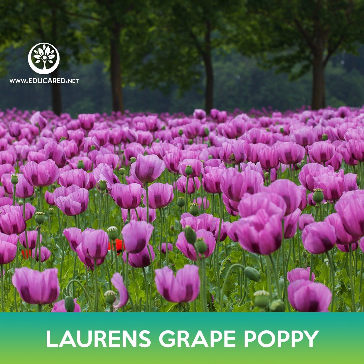 Laurens Grape Poppy Seeds