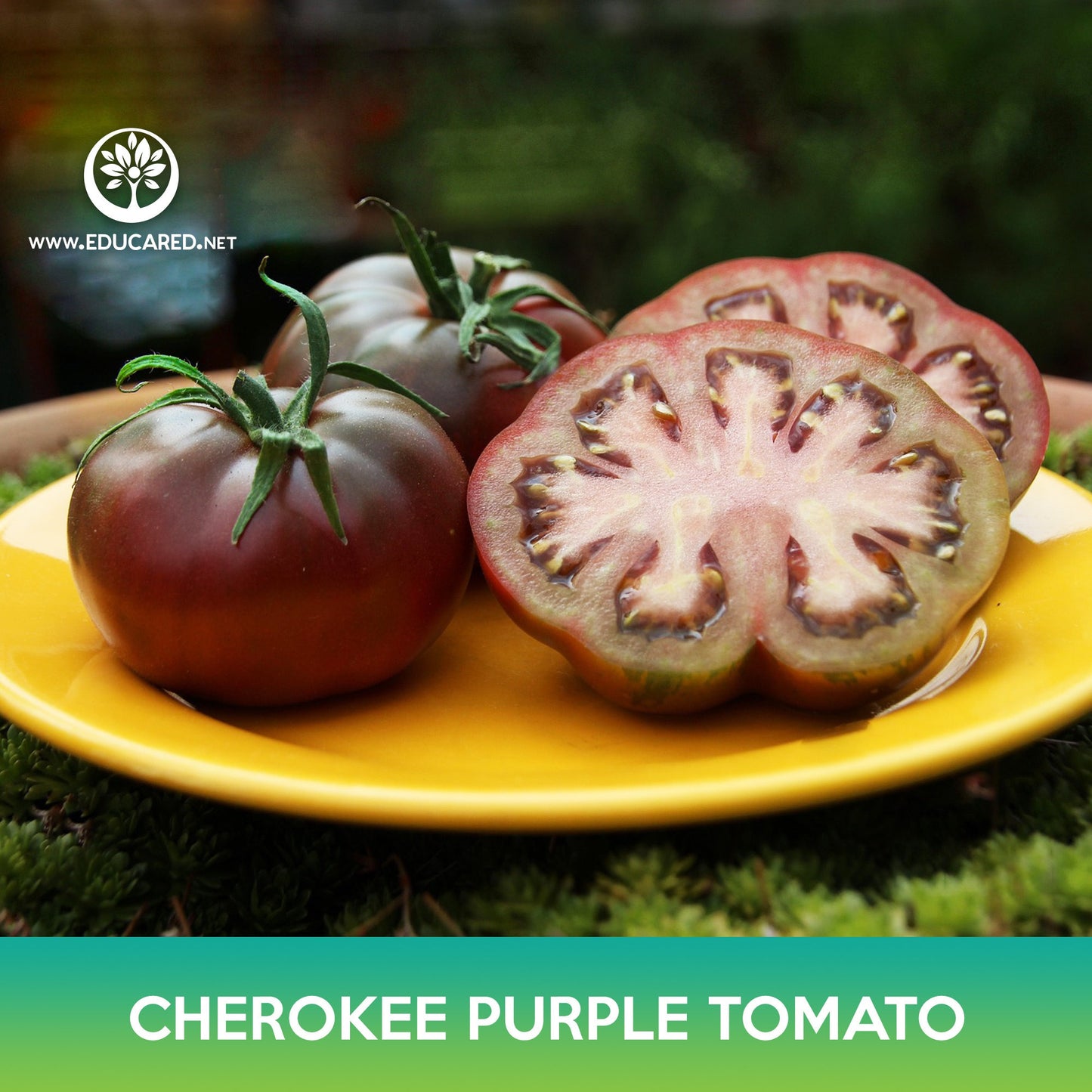 Cherokee Purple Tomato Seeds