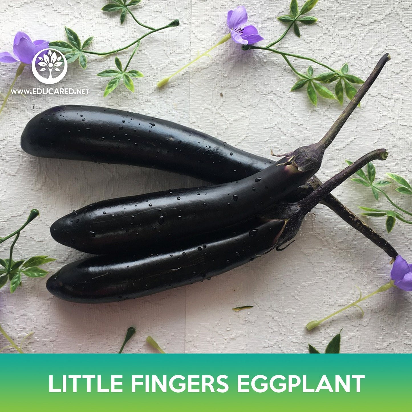 Little Fingers Eggplant Seeds