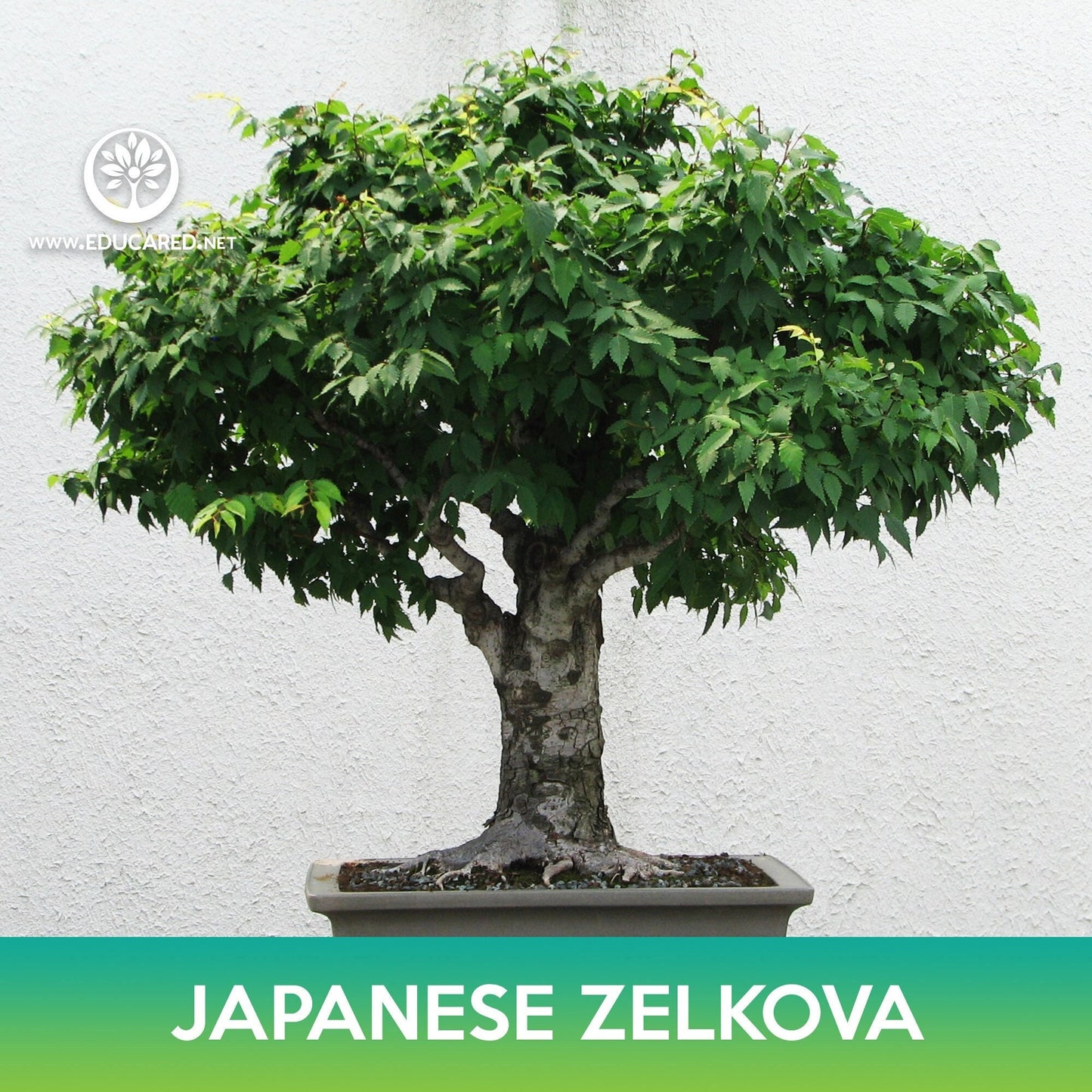 Japanese Zelkova Tree Seeds