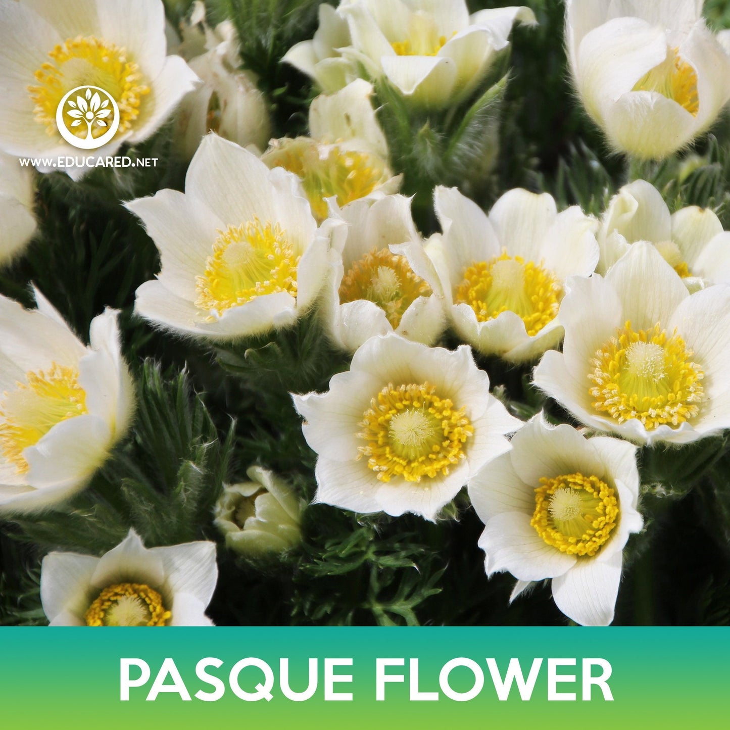 Pasque Flower Seeds, May Day Flower